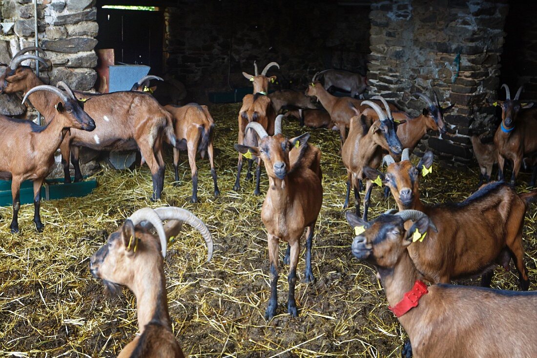 Many Goats