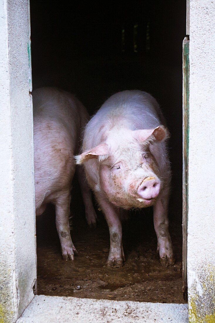 Schweine im Stall