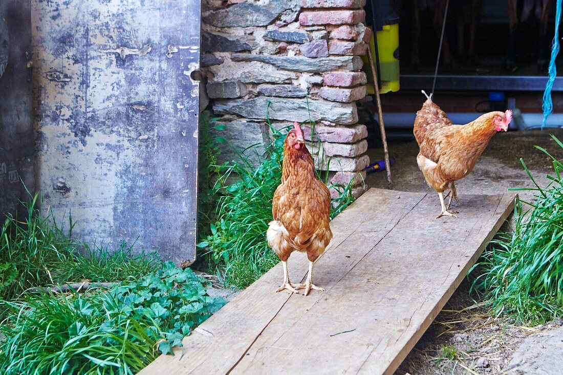 Chickens in Chicken Coop on a Farm
