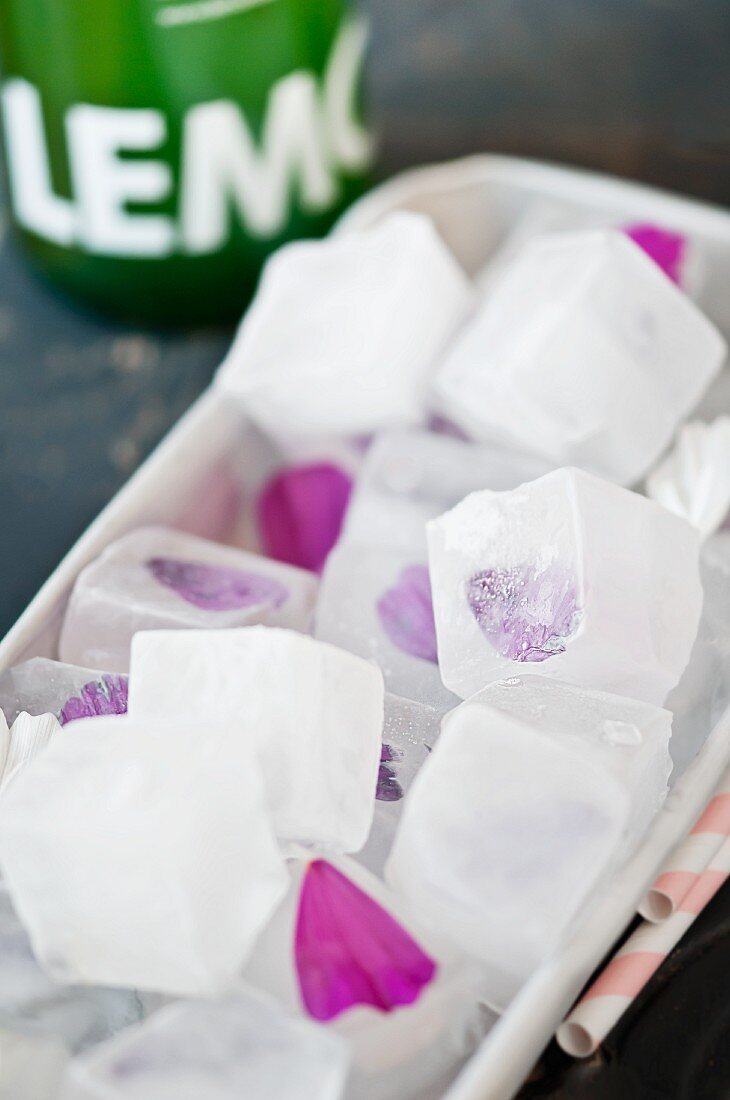 Eiswürfel mit eingefrorenen Cosmea-Blütenblättern in Eiswürfelbehälter