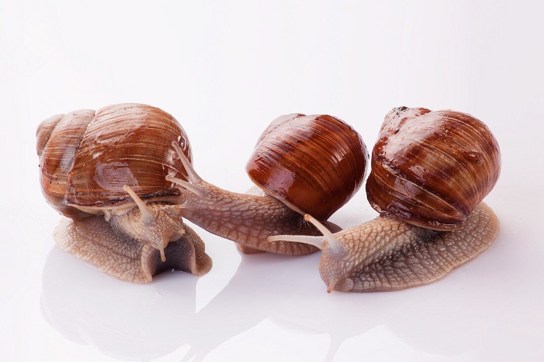 Three Burgundy snails