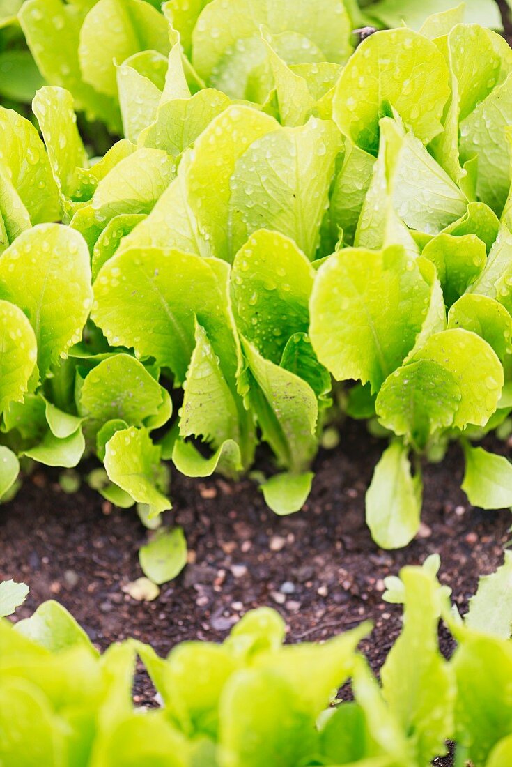 Romaine lettuce growing in the garden