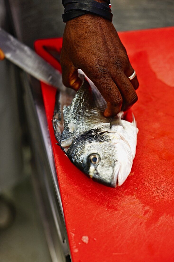 A sea bream being prepared