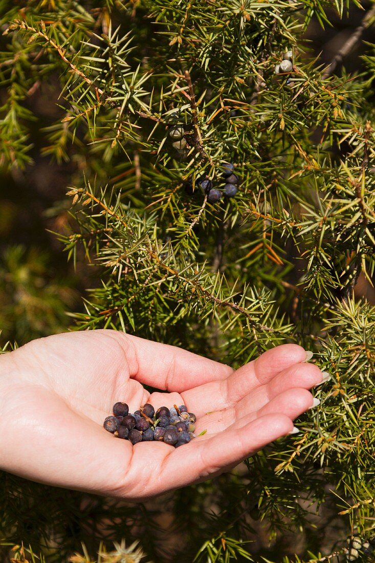 Wacholderbeeren und Wacholderstrauch