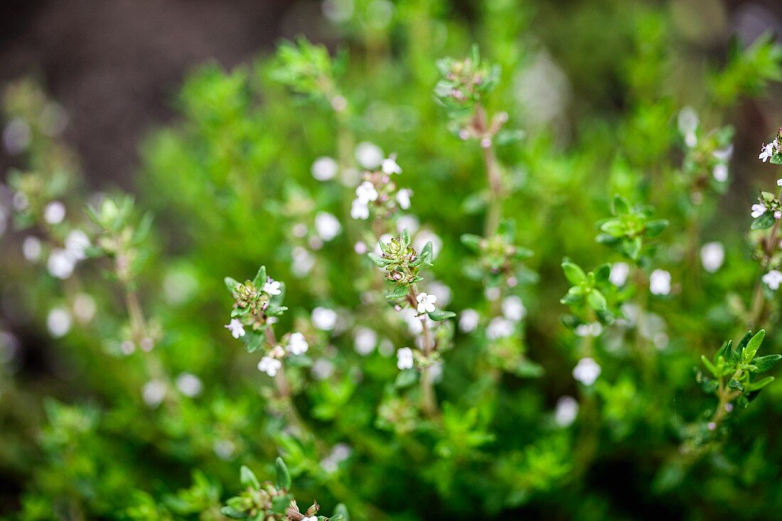 Flowering oregano in a garden (close)