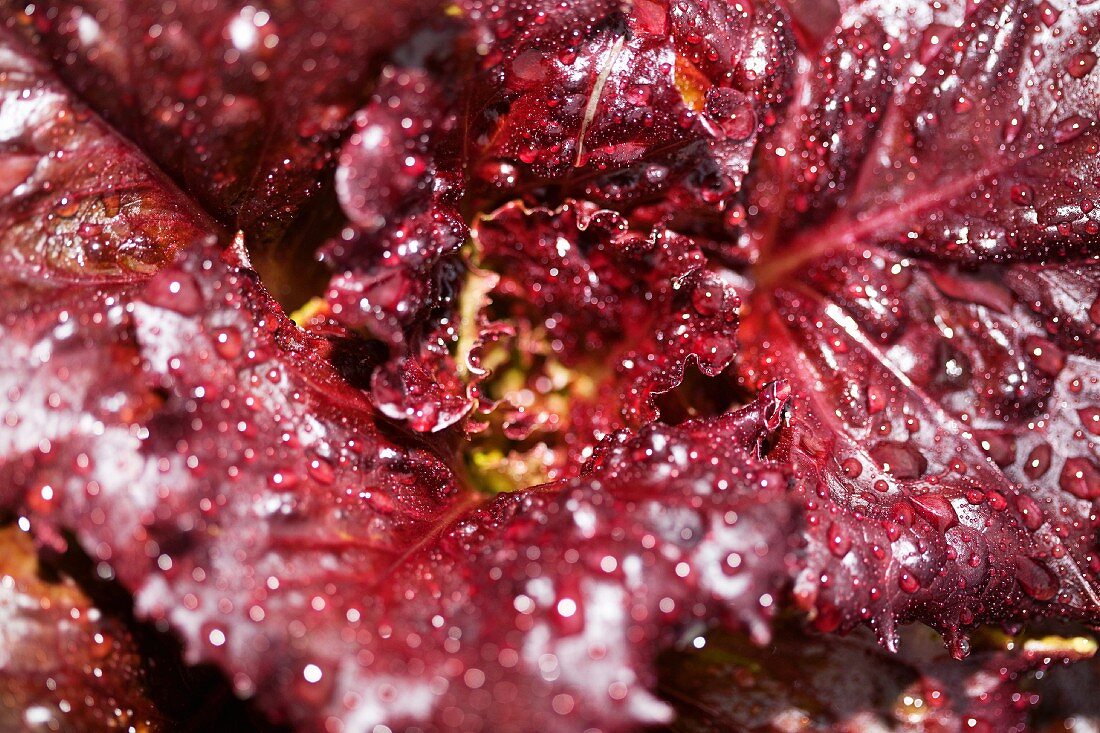 Dew drops on a red lettuce leaf (seen from above)