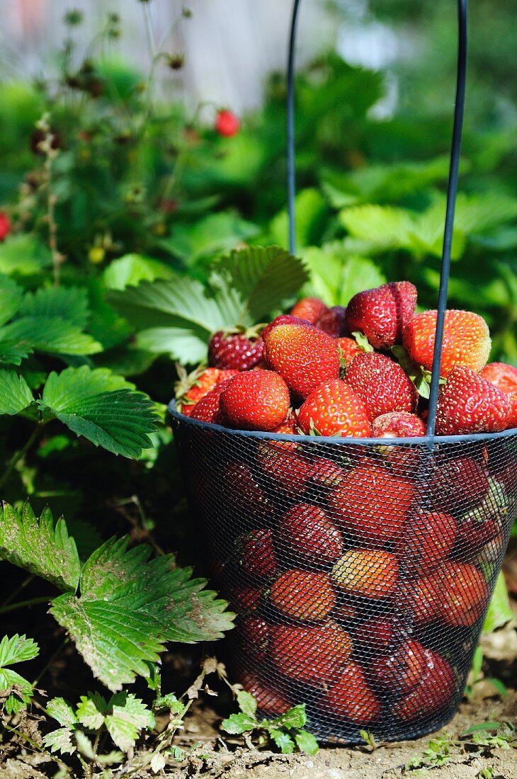 Strawberries in a wire basket in a field