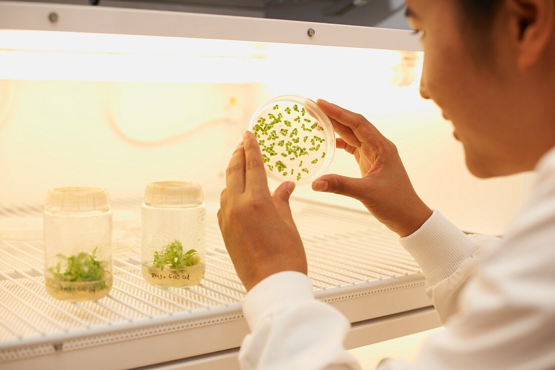 Lächelnde Wissenschaftlerin beim Betrachten winziger Pflänzchen in einer Petrischale