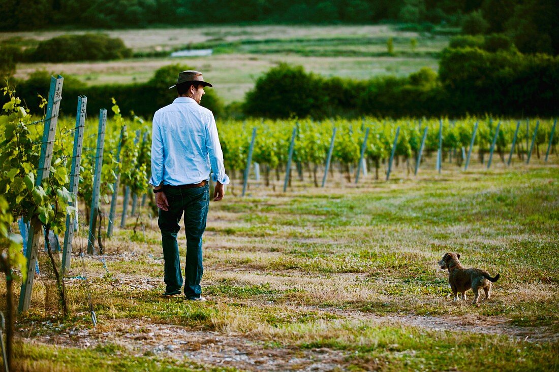 Mann mit Hund im Weinanbaugebiet Cottonworth (Hampshire, England)