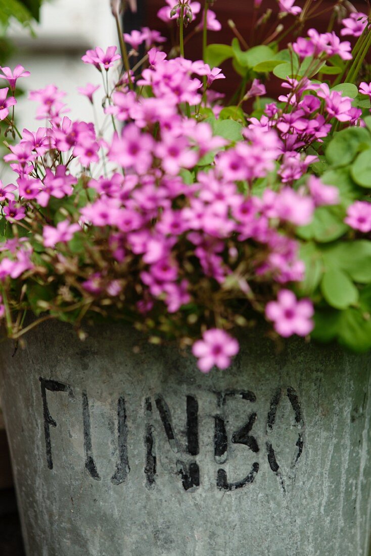 Pink flowers in stone pot