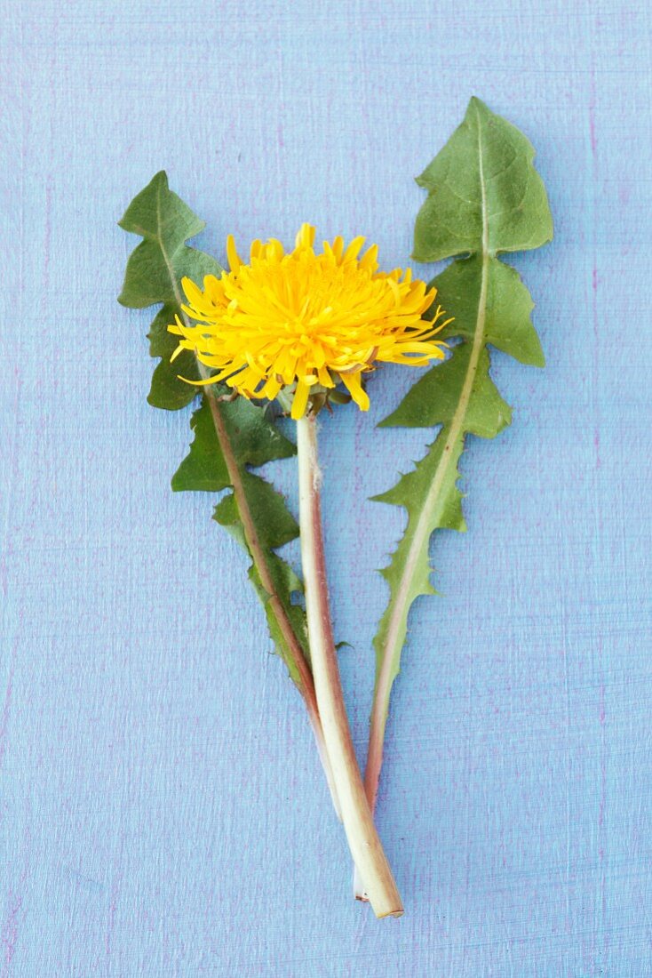 A dandelion with leaves and a flower