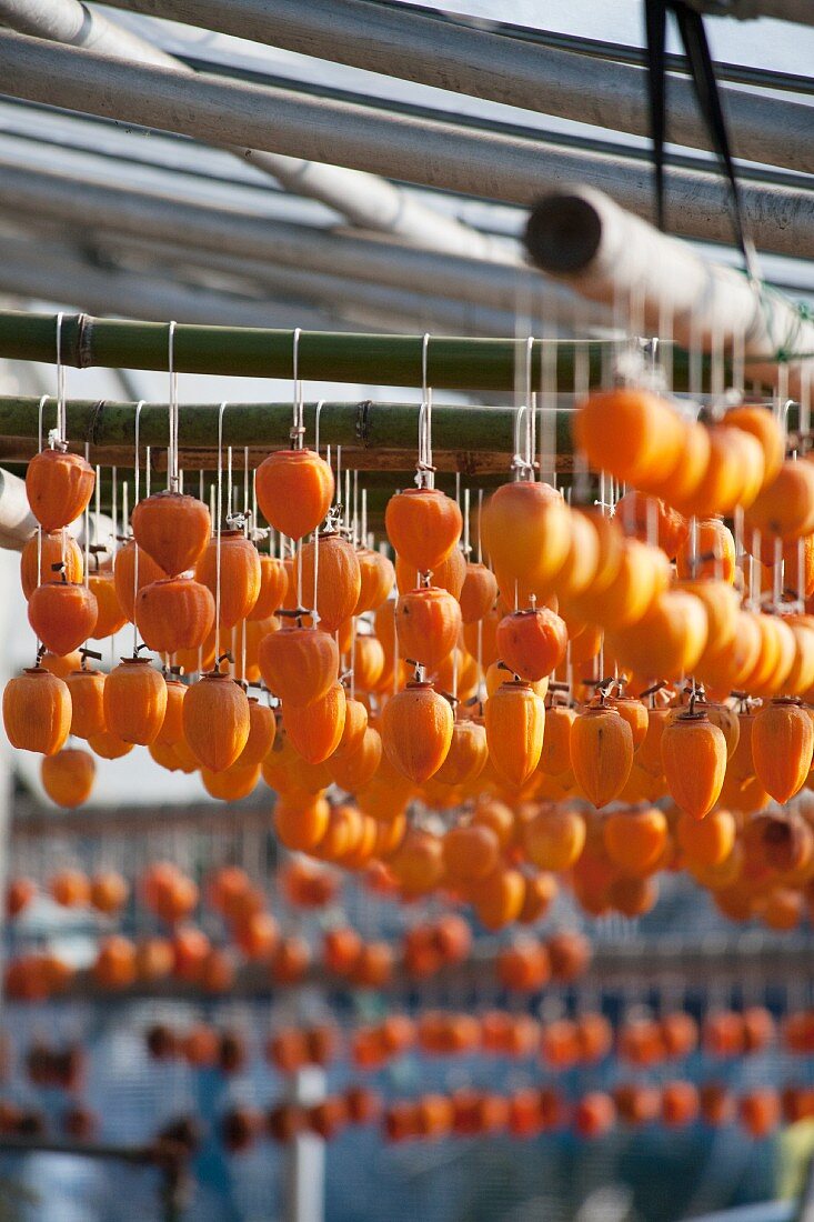 Persimmons hung out to dry (Japan)