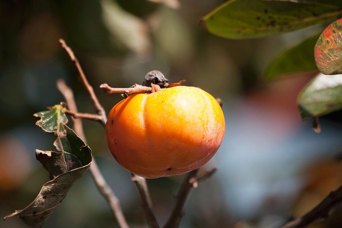A persimmon on a tree