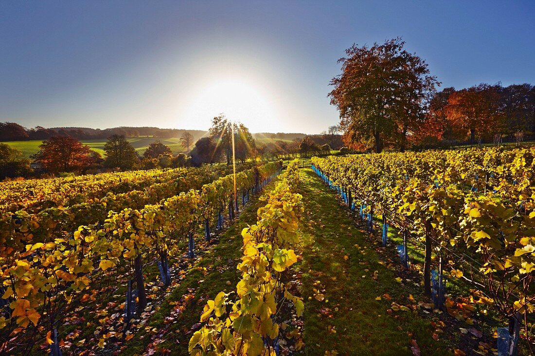 Herbstlicher Weinberg von High Clandon Estate, auf den North Downs in Clandon Downs bei Guildford, Surrey, England