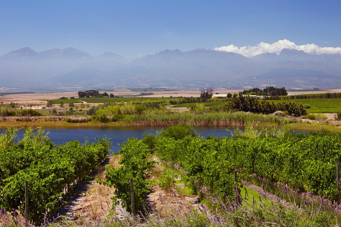 Weinberge und Teich von Vondeling, Paarl, Western Cape, Südafrika