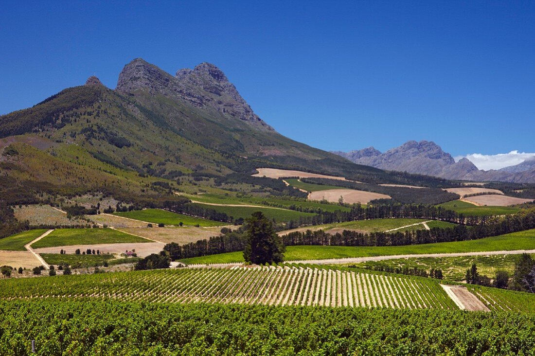 Blick vom Sauvignon Blanc Weinberg von Warwick Estate zum Simonsberg (Stellenbosch, Western Cape, Südafrika)