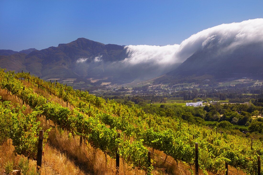 Franschhoek Valley aus Richtung der Weinberge von Boekenhoutskloof (Western Cape, Südafrika)