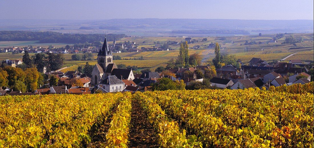 Herbstlicher Weinberg oberhalb Ville-Dommange mit dem Dorf Sacy (Marne, Frankreich)