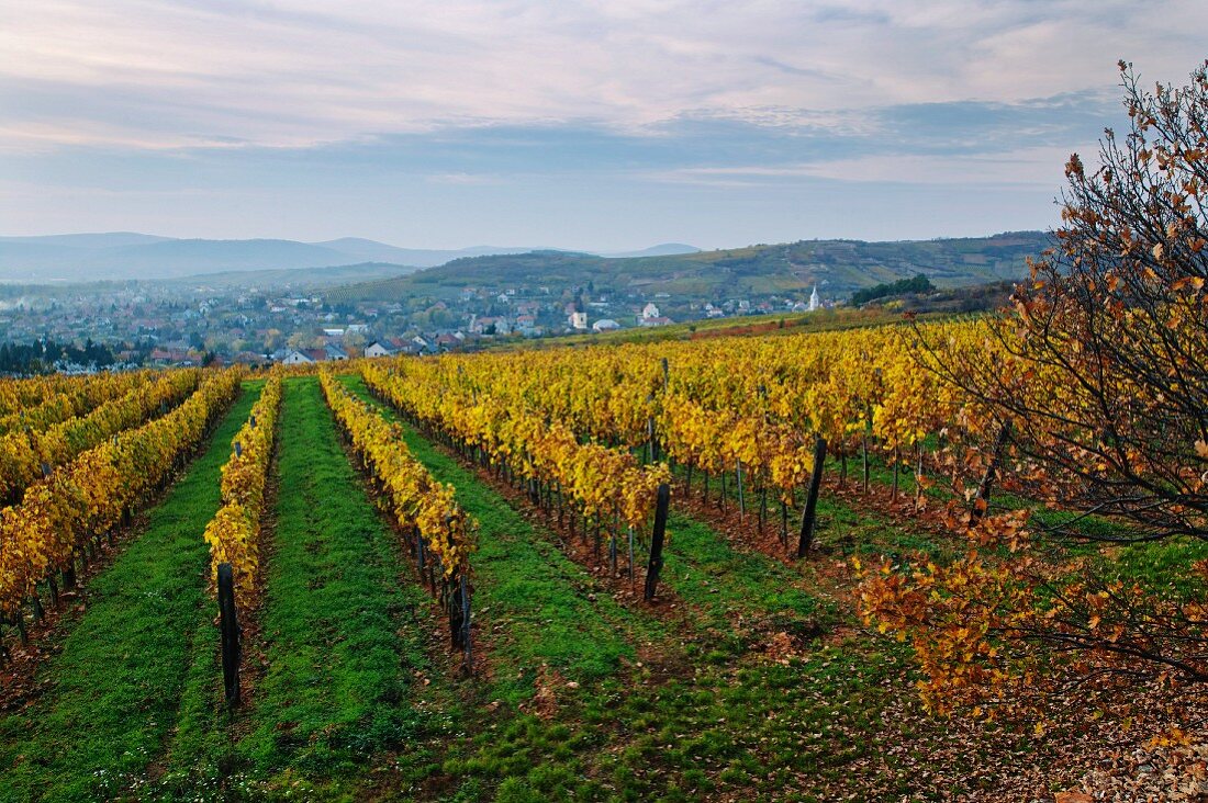 Weinberg der Royal Tokaj Wine Company über dem Dorf Mad in Ungarn