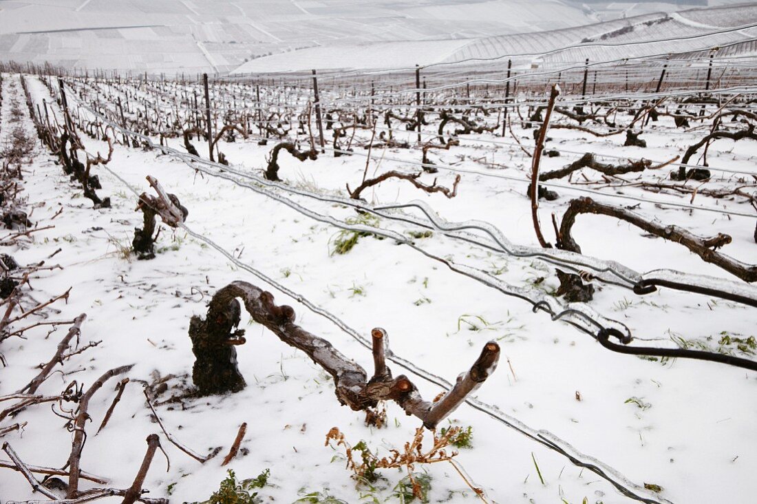 Eisverkrustete Rebstöcke und Drähte im Pinot Noir Weinberg auf der Montagne de Reims über Ay (Marne, Frankreich)