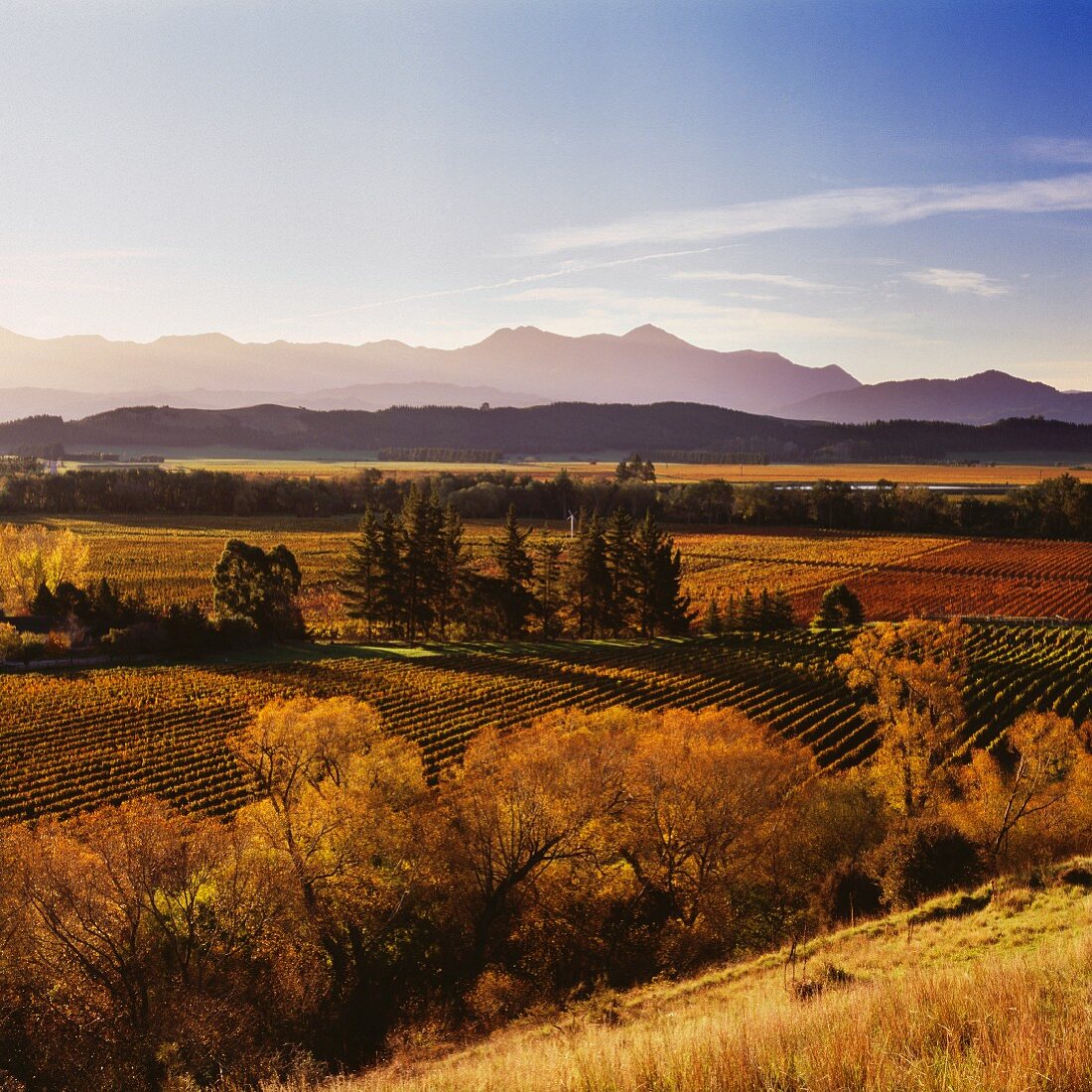 Herbstliche Weinberge von Little Beauty im Waihopai Valley, Marlborough, Neuseeland