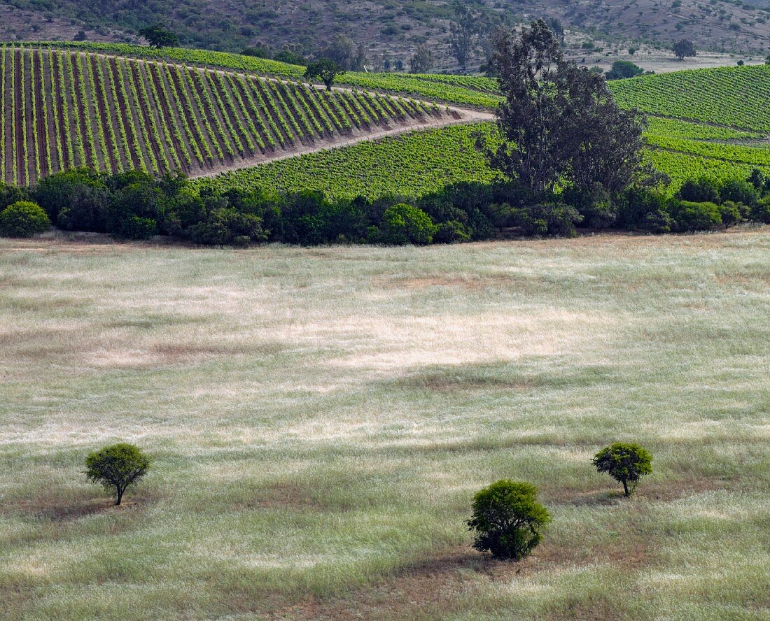 Blick über Grasfelder zu den Syrah Weinbergen von Matetic im San Antonio Valley, Chile