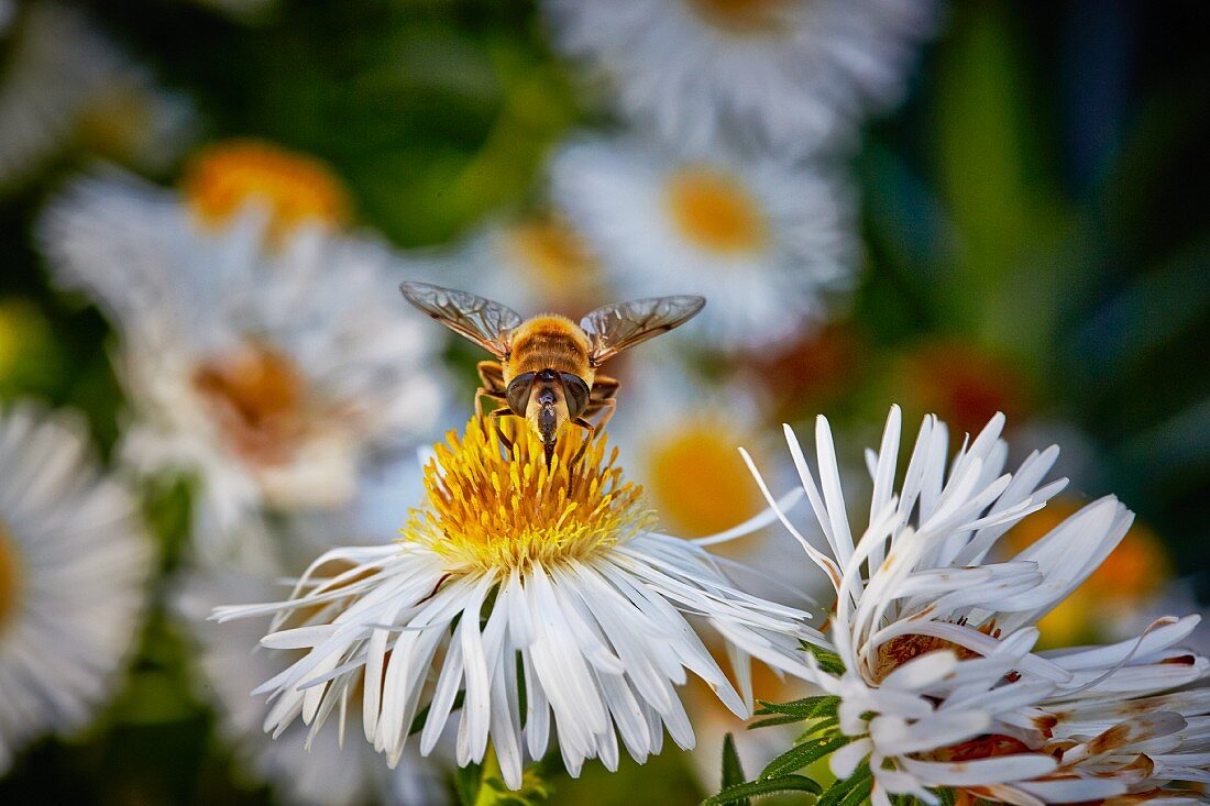 A bee on a white echinacea flower