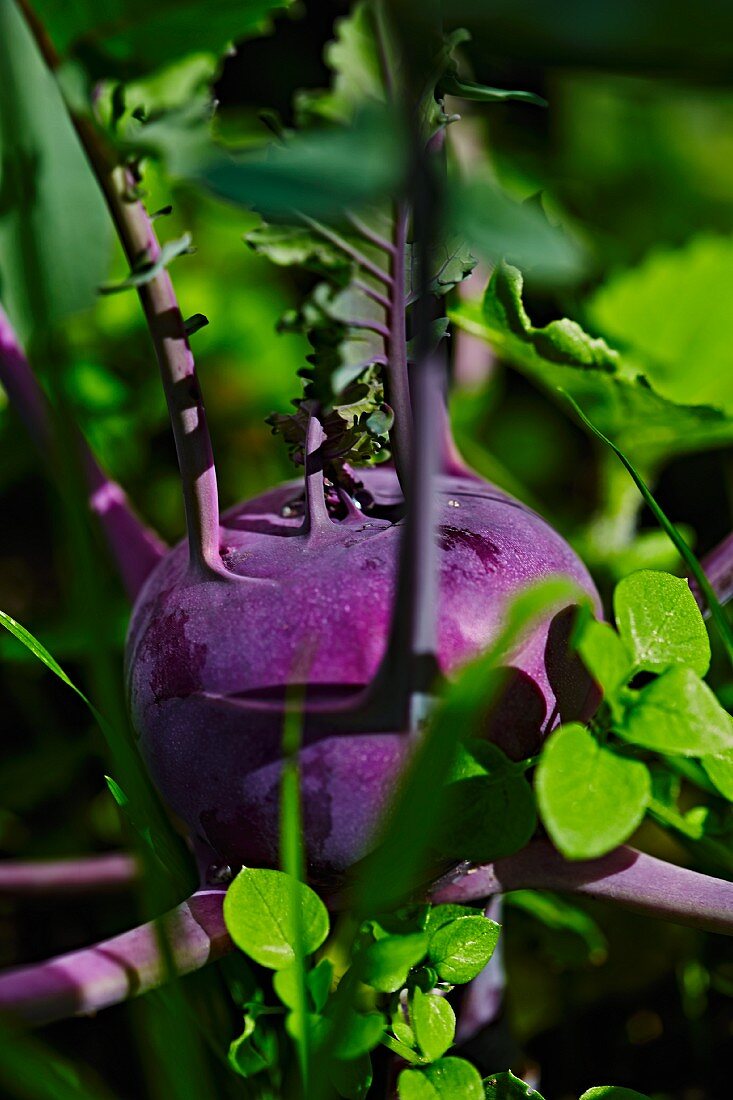 Violetter Kohlrabi an der Pflanze