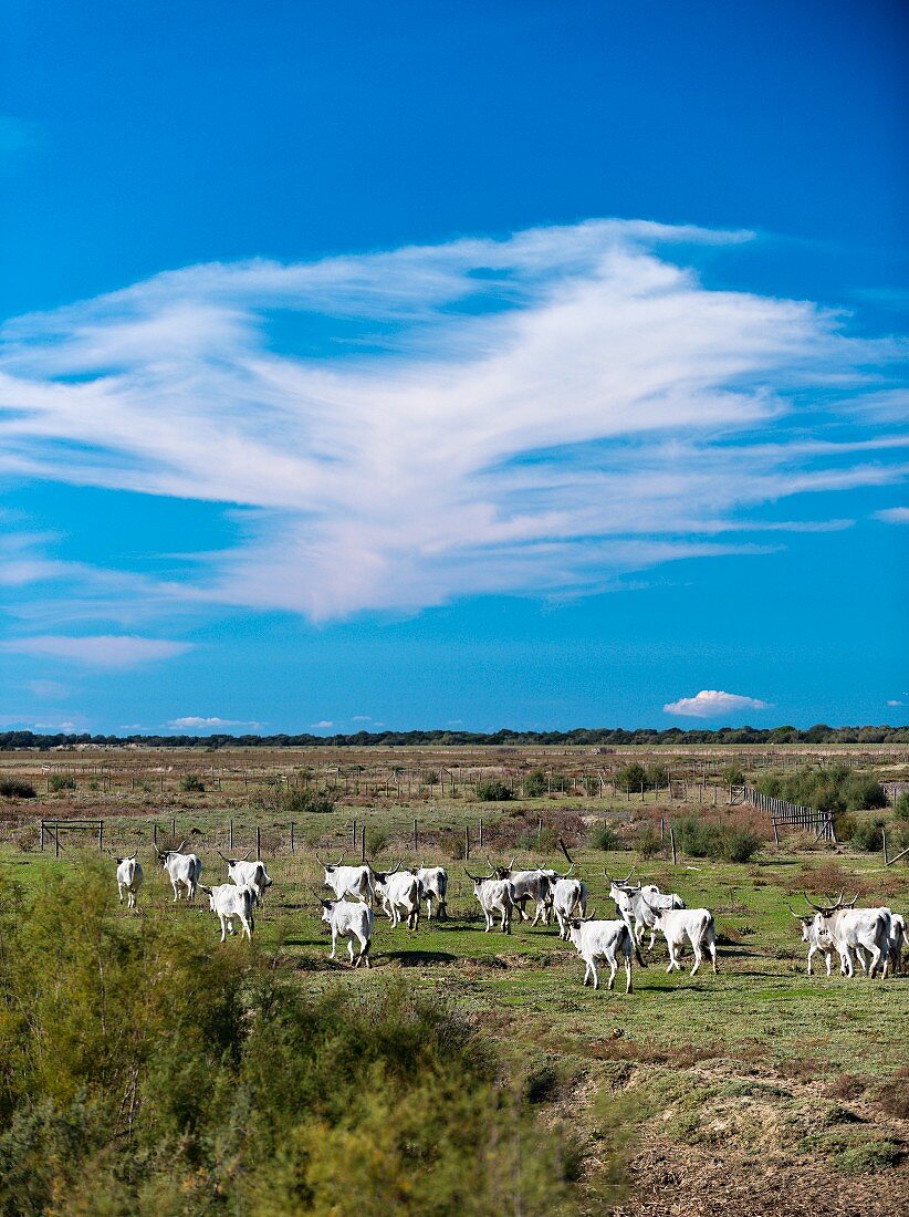 Eine Herde Maremma Rinder im Maremma-Naturpark Alberese