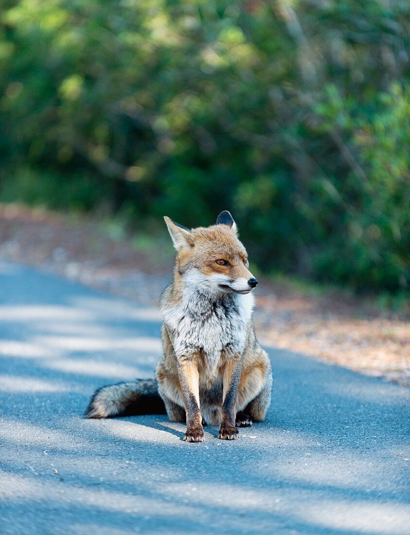 A fox sitting on the road in Maremma Natural Park Albarese