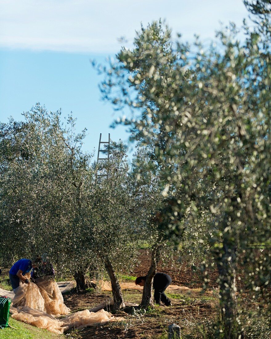 Olivenernte, Arbeiter breiten Netze aus (Maremma-Naturpark Albarese)