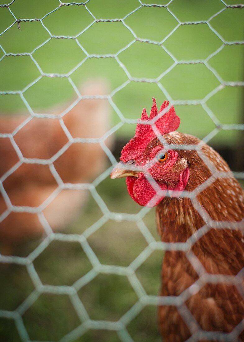 Lebendiges Huhn hinter einem Metallzaun