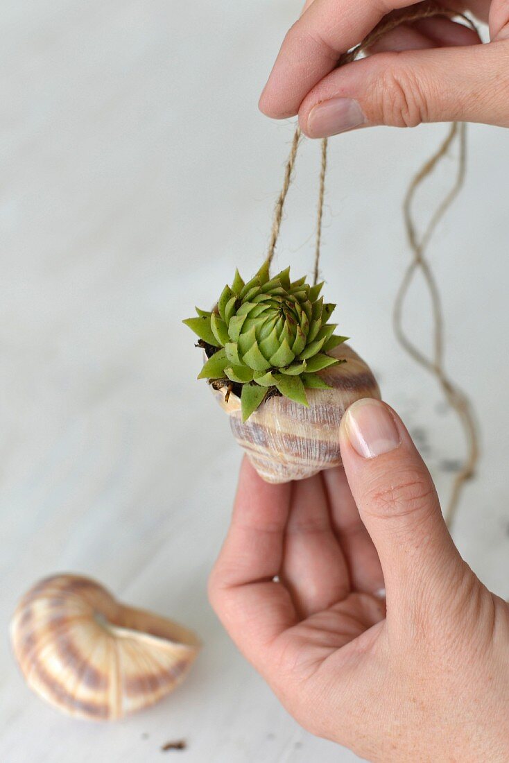 Tiny succulent planted in snail's shell tied on cord