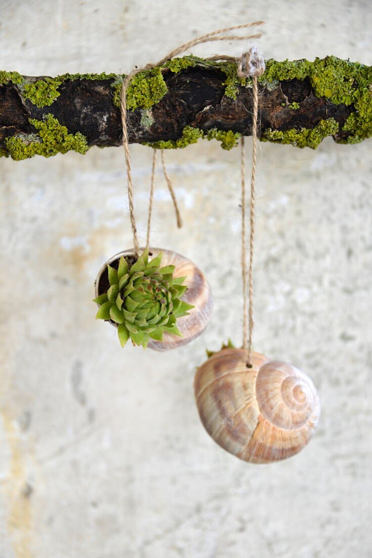 Tiny succulents planted in snail shells hung from lichen-covered branch