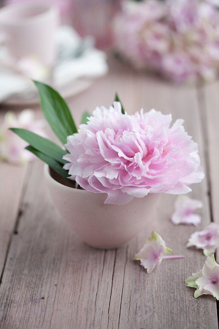 Pink peony and leaves in white bowl