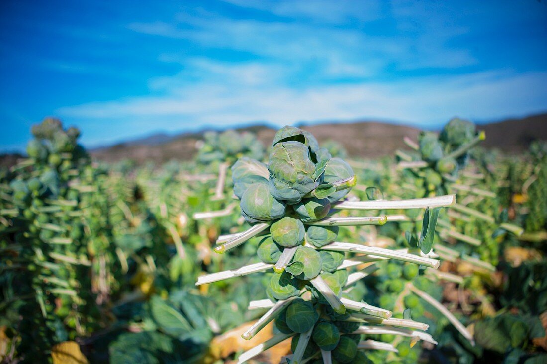 Brussels sprouts plants with leaves removed in a field