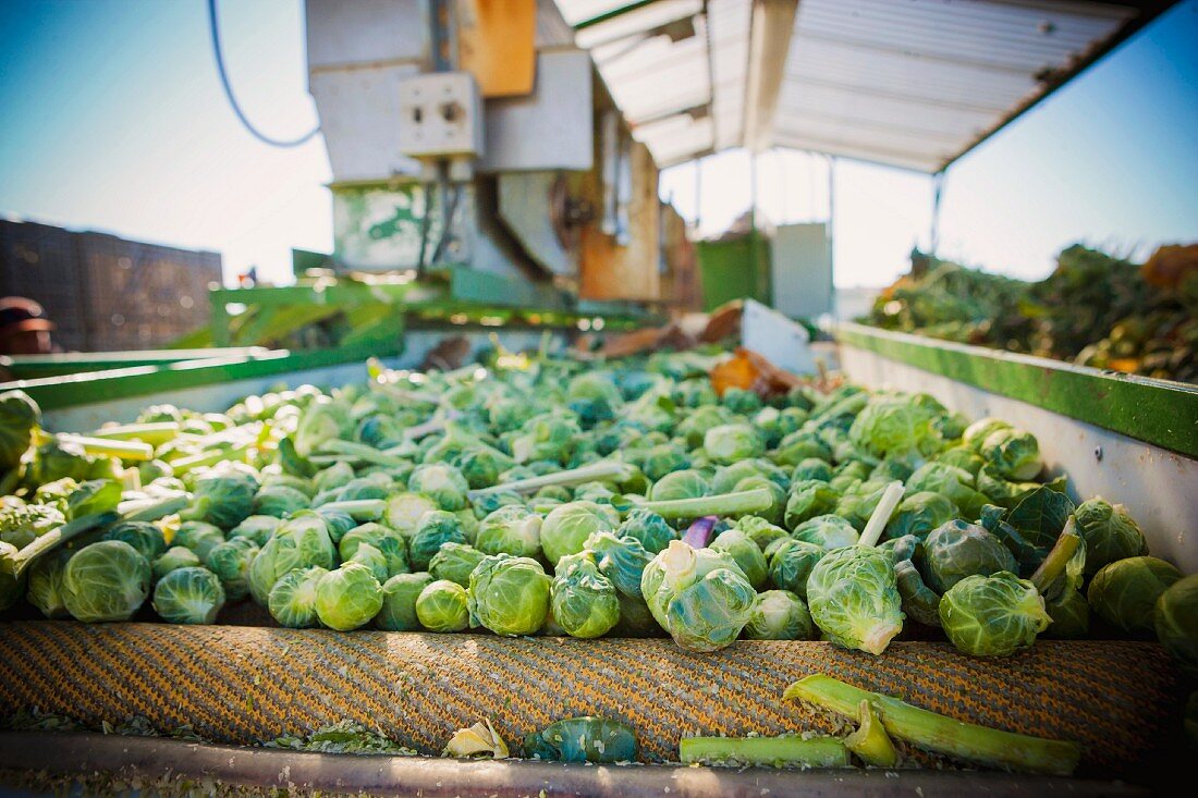 Freshly harvested Brussels sprouts on a conveyor belt