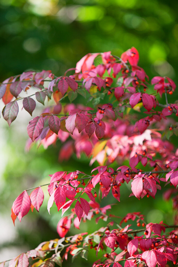 Herbstlicher Strauch mit roten Beeren