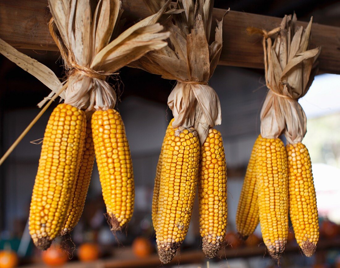 Corn cobs hung to dry