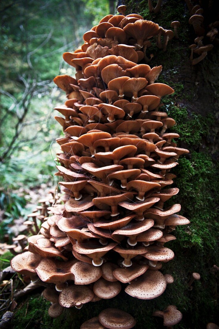 Mushrooms growing on a tree stump in a forest