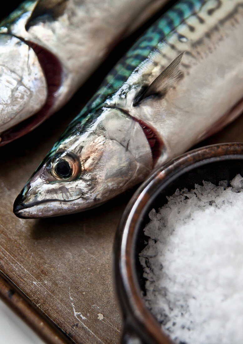 Freshly caught mackerel and a dish of sea salt