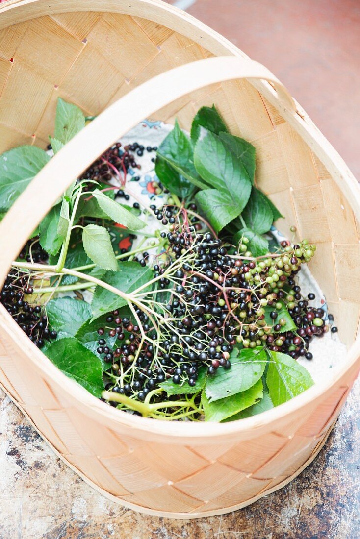 Freshly picked elderberries in a wooden basket