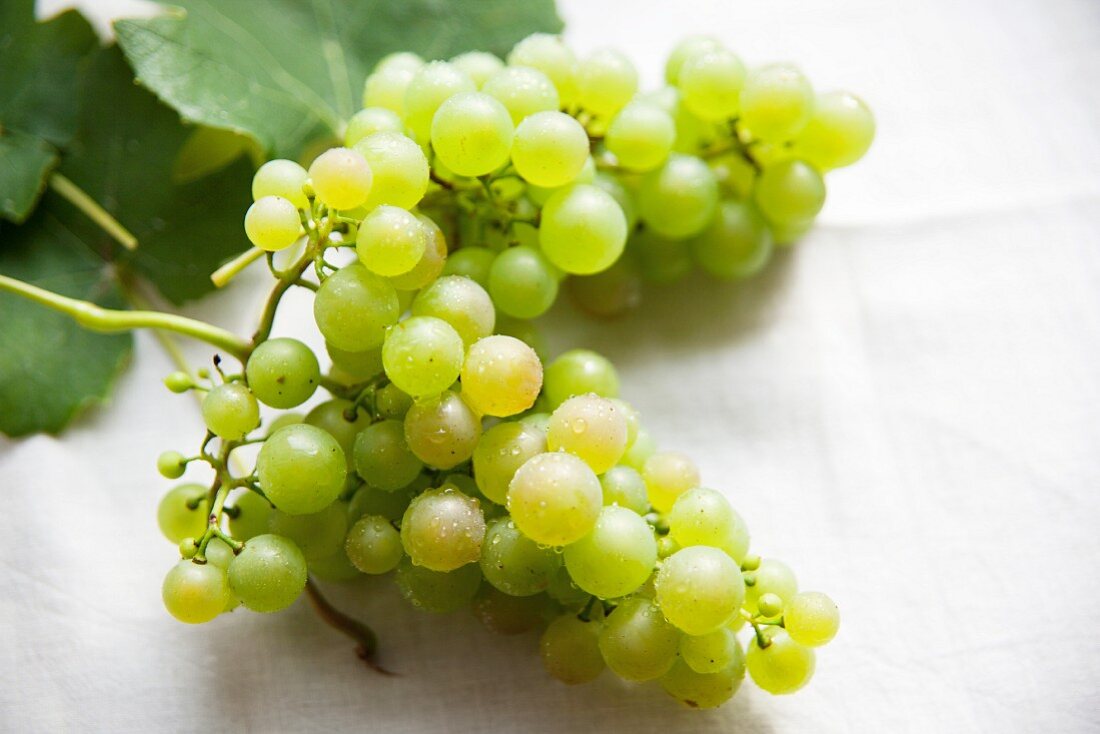 A bunch of green grapes with vine leaves