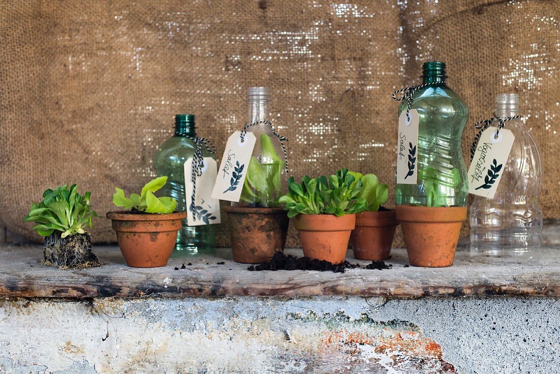 Plastic bottles with bottoms removed and tags on necks covering lettuce seedlings in terracotta pots