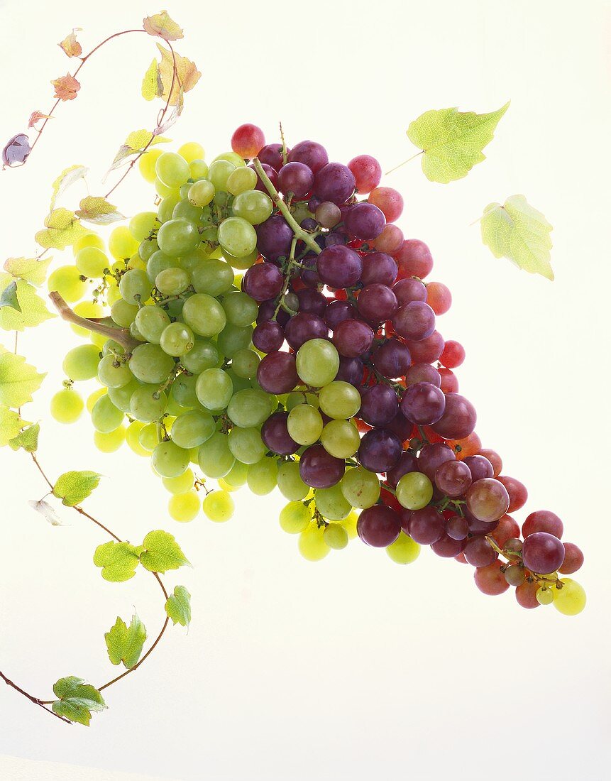 A Bunch of Red Grapes and a Bunch of Green Grapes
