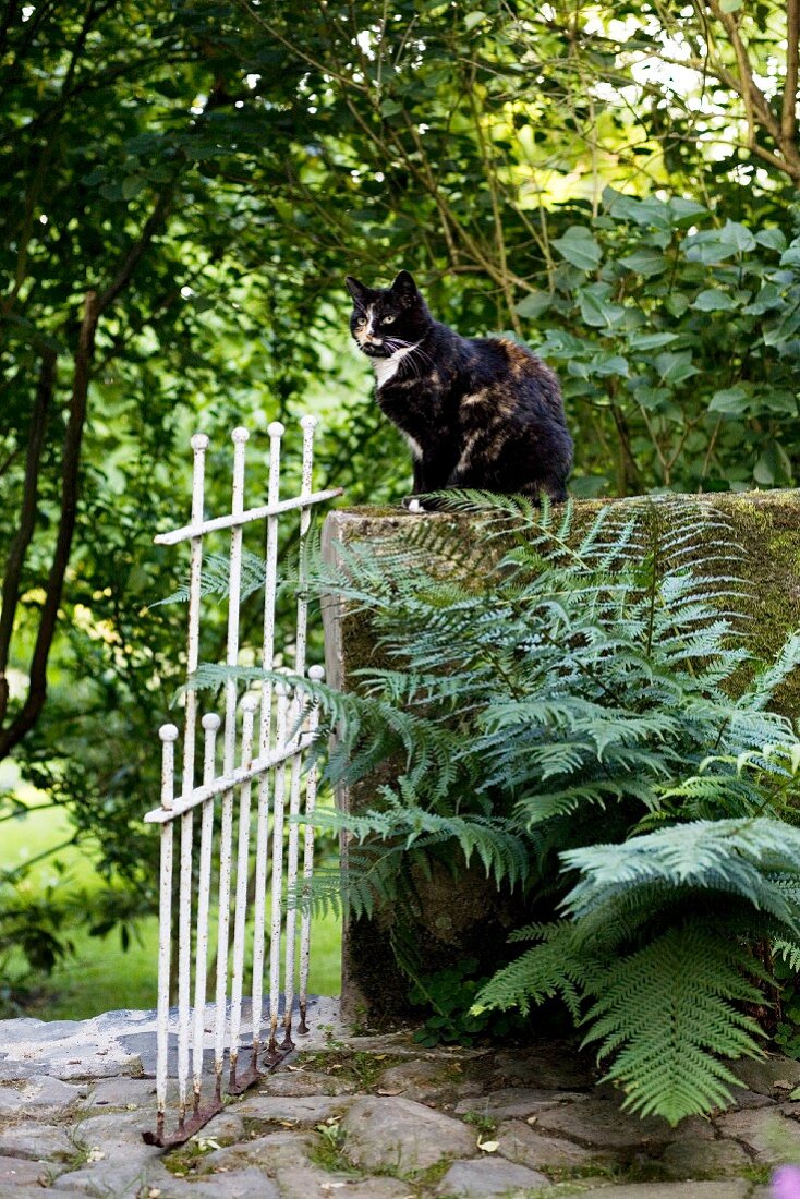 Weiß lackiertes Metalltürchen an Steinbrüstung mit sitzender Katze vor dichtbewachsenem Garten