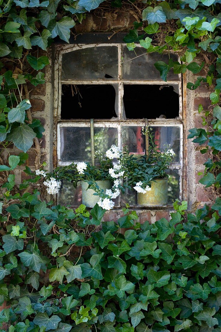 Old stable window with broken panes surrounded by ivy with planters on windowsill