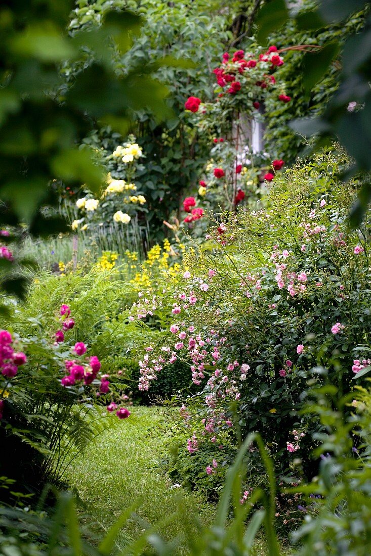 Flowering plants in natural-style garden