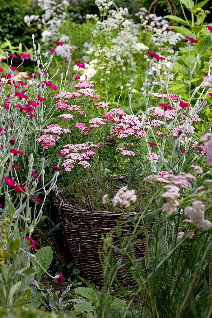 Wicker basket planter amongst flowers in shades of purple in cottage garden