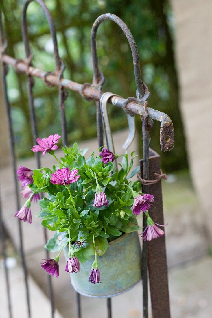 Purple flowers in zinc pot hanging on old metal grille fence